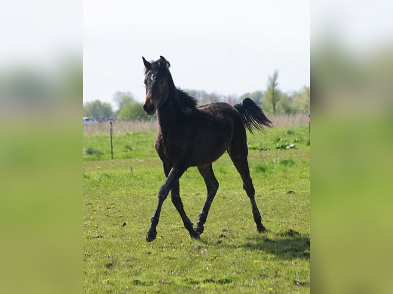 American Morgen Horse Semental 1 año 155 cm Castaño in Volsemenhusen