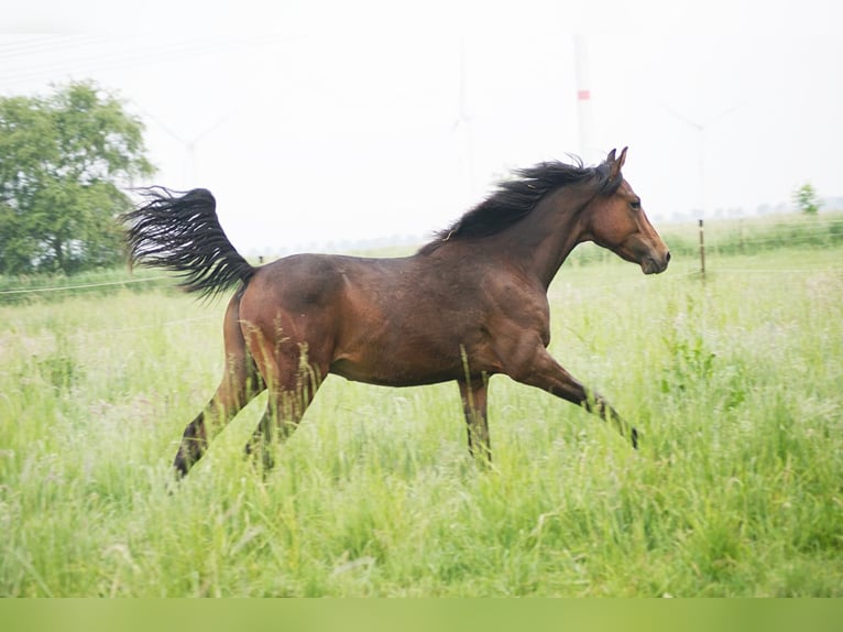 American Morgen Horse Semental 1 año 155 cm Castaño in Volsemenhusen