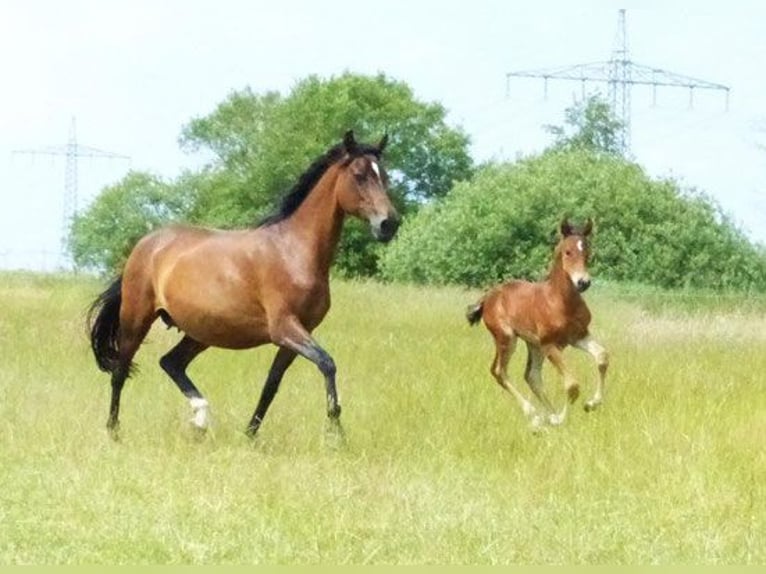 American Morgen Horse Semental 1 año 155 cm Castaño in Volsemenhusen