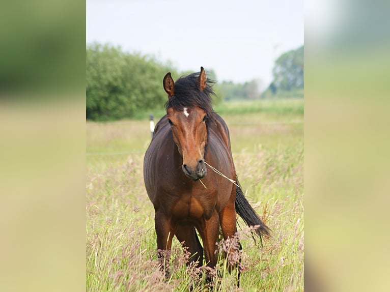 American Morgen Horse Semental 1 año 155 cm Castaño in Volsemenhusen