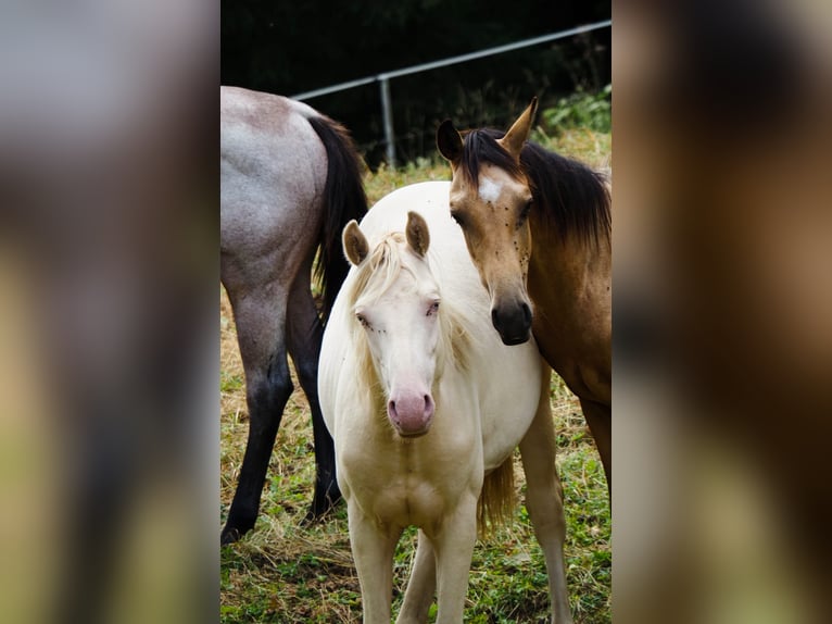 American Morgen Horse Semental 1 año 156 cm Perlino in Floh-Seligenthal