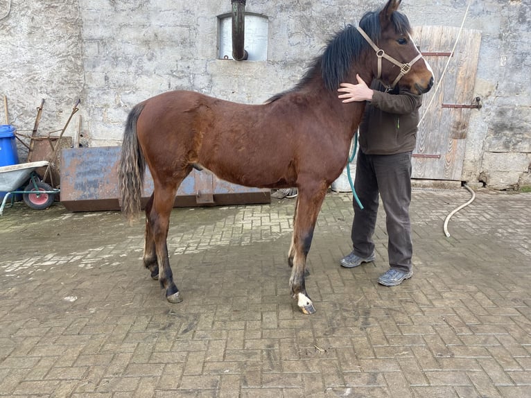 American Morgen Horse Semental 1 año 160 cm Castaño in Milda