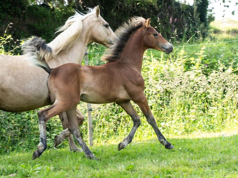 American Morgen Horse Semental  150 cm Castaño in Silfiac