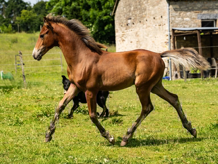 American Morgen Horse Semental  150 cm Castaño in Silfiac