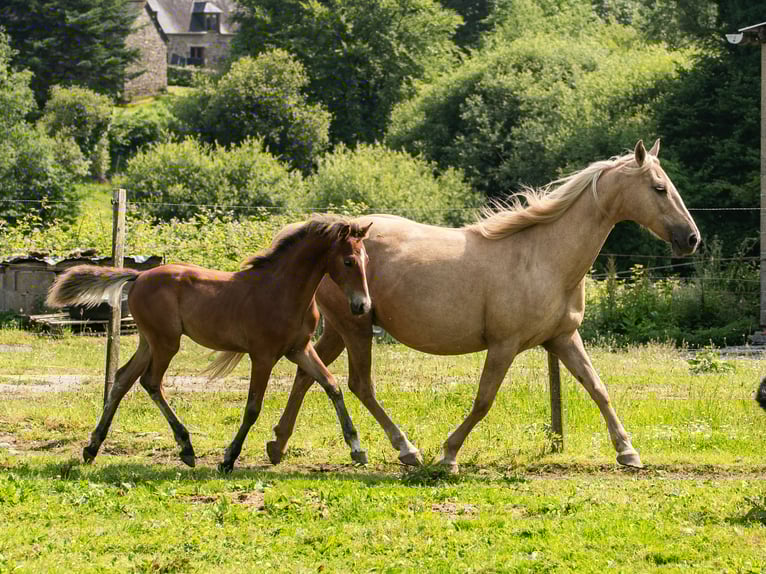American Morgen Horse Semental  150 cm Castaño in Silfiac