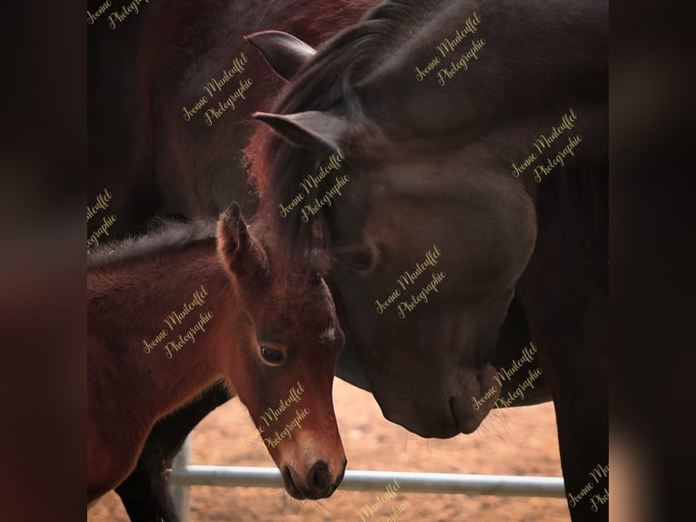 American Morgen Horse Semental  150 cm Castaño oscuro in Oberstaufen
