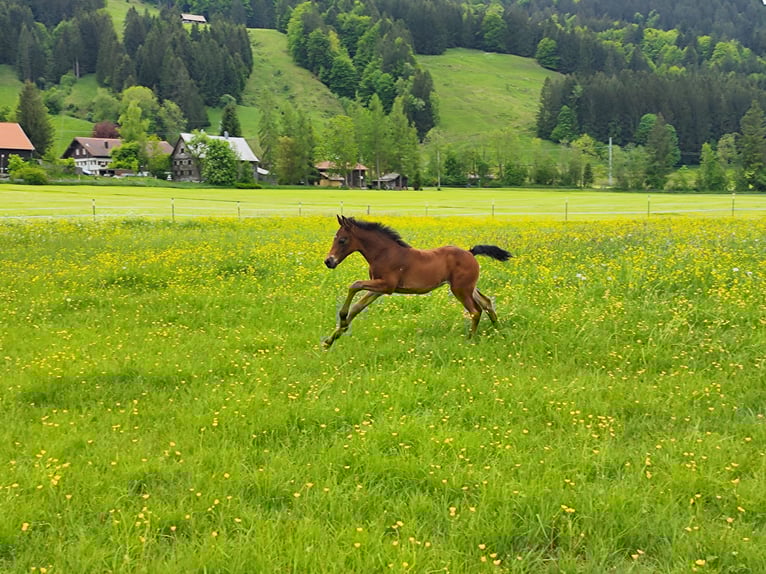 American Morgen Horse Semental  150 cm Castaño oscuro in Oberstaufen