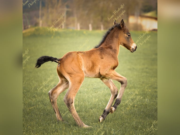 American Morgen Horse Semental  150 cm Castaño oscuro in Oberstaufen