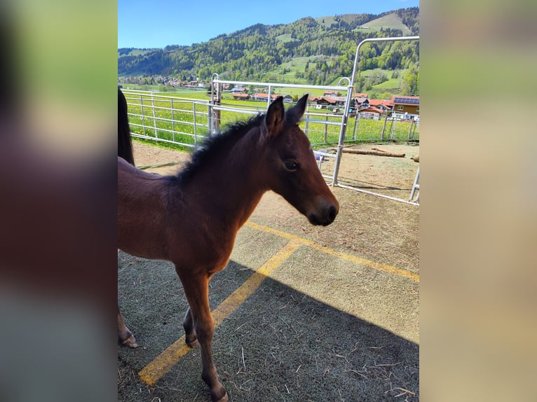 American Morgen Horse Semental  150 cm Castaño oscuro in Oberstaufen