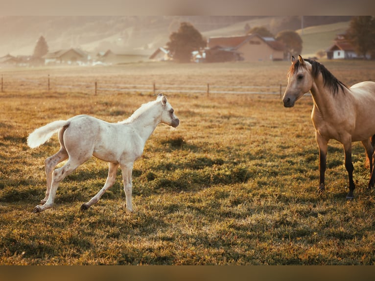 American Morgen Horse Semental Potro (06/2025) 150 cm Dunalino (Cervuno x Palomino) in Oberstaufen