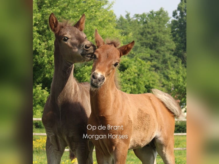 American Morgen Horse Semental Potro (05/2025) 154 cm Grullo in Nuth