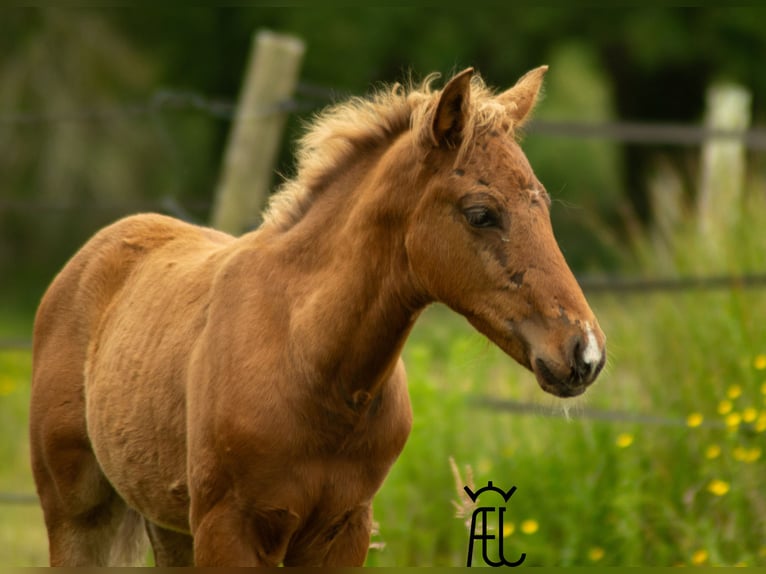 American Morgen Horse Mestizo Semental Potro (04/2024) 155 cm in Pluvigner