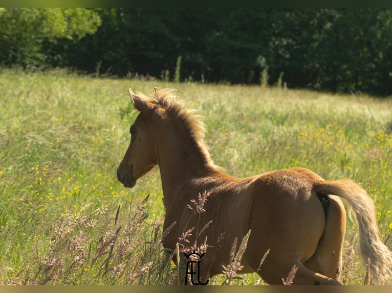 American Morgen Horse Mestizo Semental Potro (04/2024) 155 cm in Pluvigner