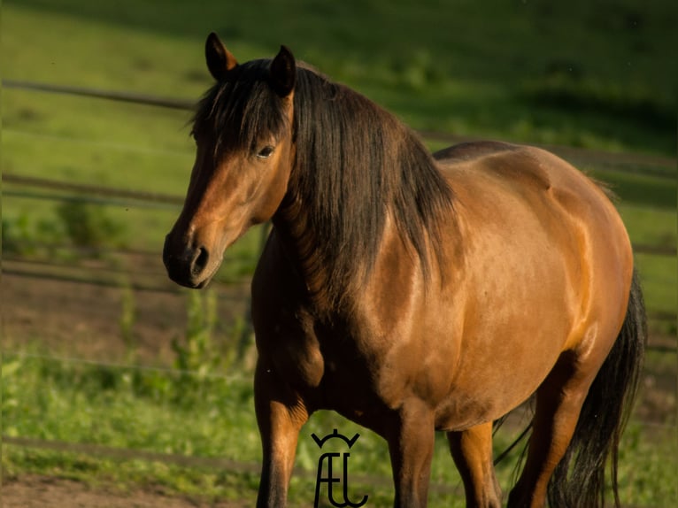 American Morgen Horse Mestizo Semental Potro (04/2024) 155 cm in Pluvigner