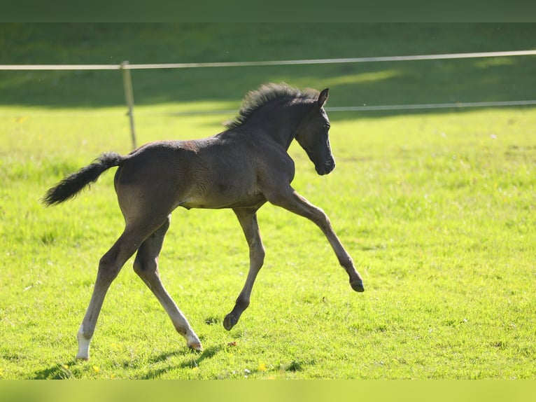 American Morgen Horse Semental Potro (05/2026) 157 cm Negro in Floh-Seligenthal