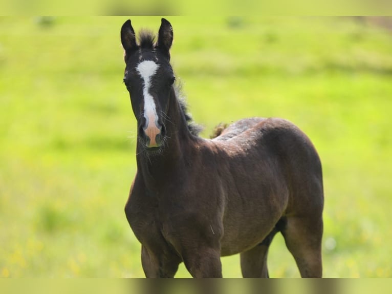 American Morgen Horse Semental Potro (05/2026) 157 cm Negro in Floh-Seligenthal