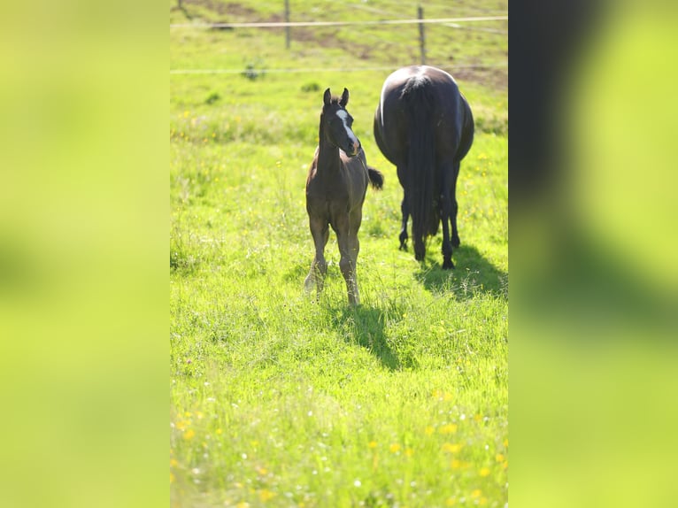 American Morgen Horse Semental Potro (05/2026) 157 cm Negro in Floh-Seligenthal