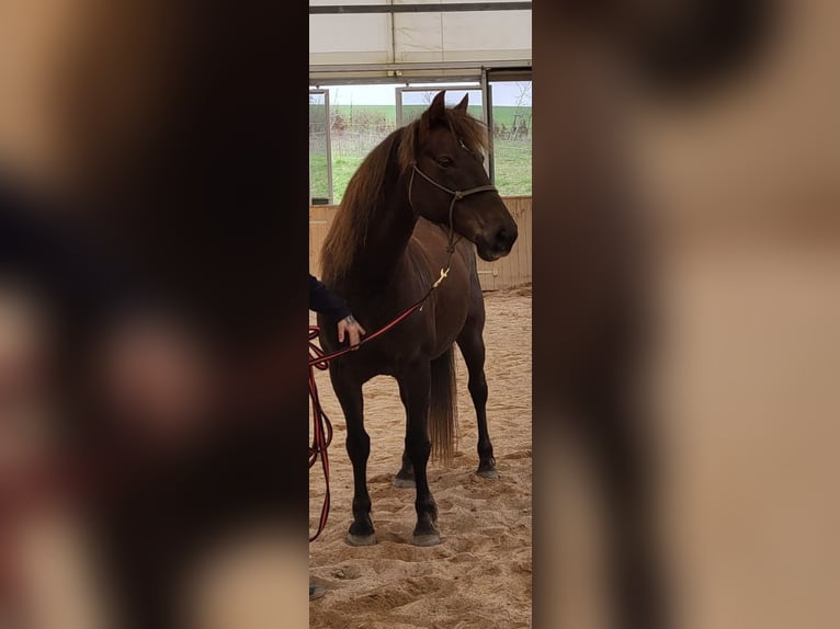 American Morgen Horse Yegua 17 años 148 cm Alazán-tostado in Wernshausen