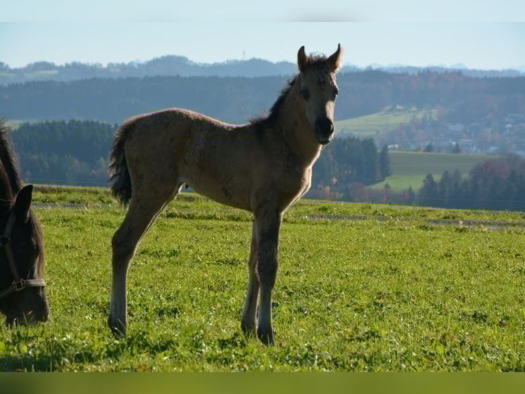 American Morgen Horse Yegua 1 año 100 cm Grullo in Birmensdorf ZH