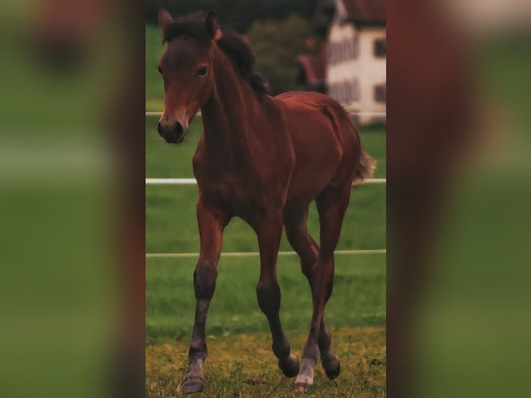 American Morgen Horse Yegua 1 año 150 cm Castaño in Oberstaufen