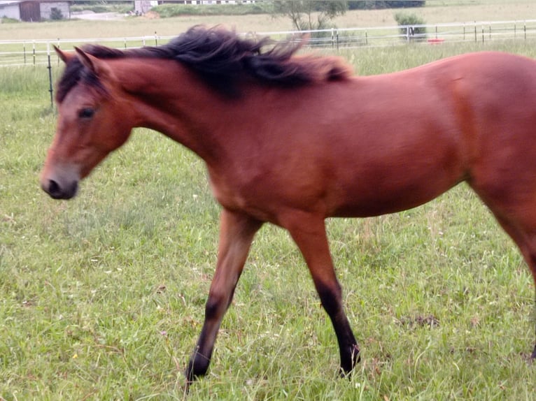 American Morgen Horse Yegua 1 año 150 cm Castaño rojizo in Oberstaufen