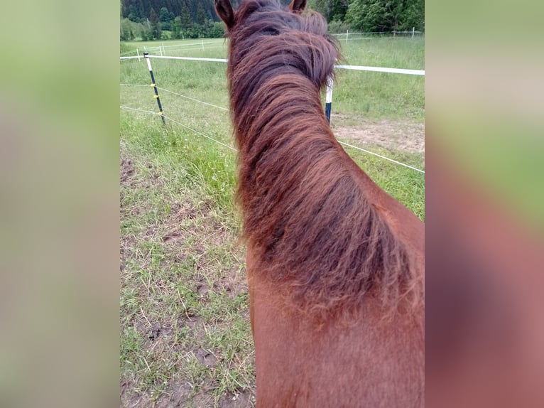 American Morgen Horse Yegua 1 año 150 cm Castaño rojizo in Oberstaufen