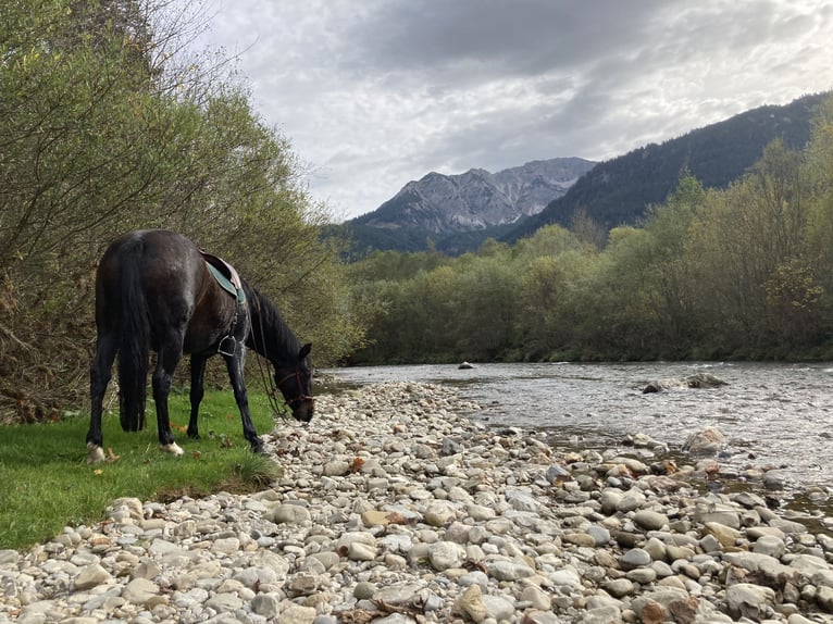 American Morgen Horse Yegua 21 años 150 cm Castaño in Füssen
