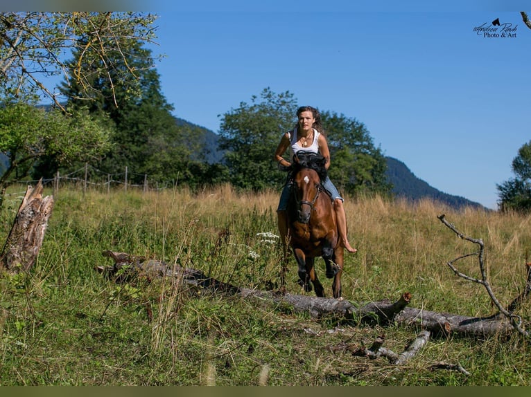 American Morgen Horse Yegua 21 años 150 cm Castaño in Füssen
