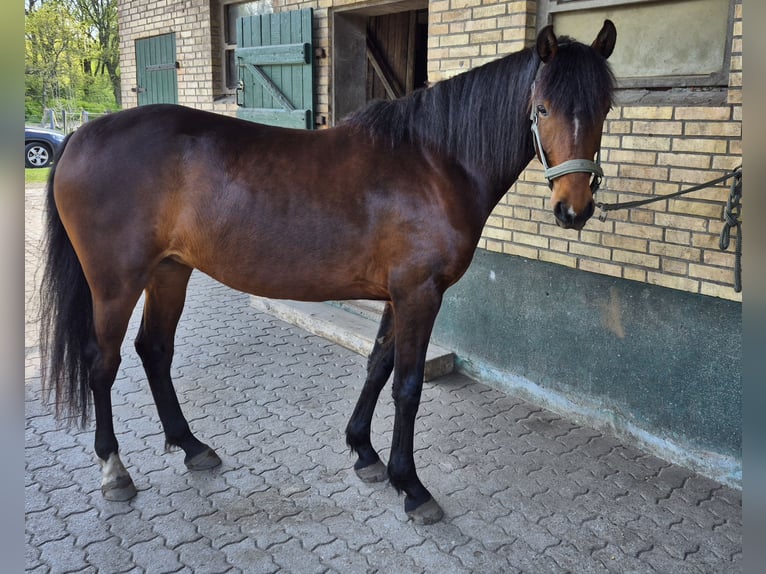 American Morgen Horse Yegua 4 años 152 cm Castaño in Tetenhusen