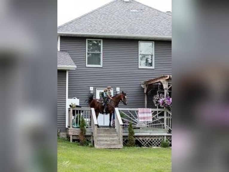 American Morgen Horse Yegua 5 años 155 cm Castaño rojizo in Lanesboro, MN