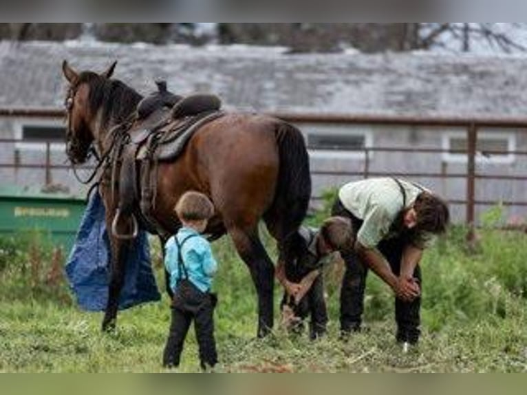 American Morgen Horse Yegua 5 años 155 cm Castaño rojizo in Lanesboro, MN
