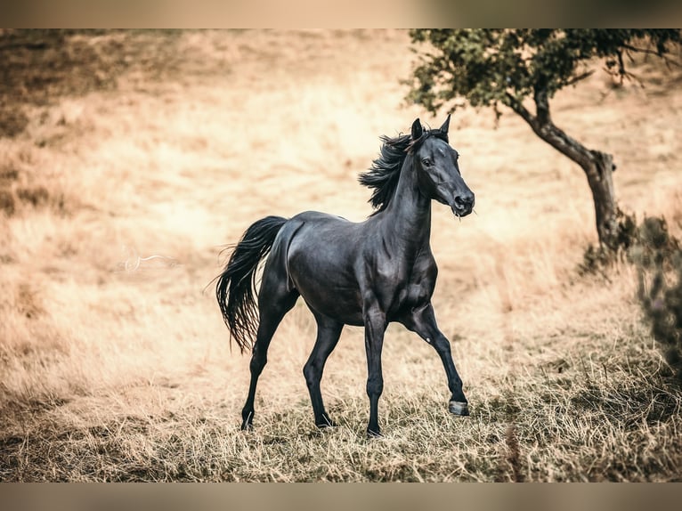American Morgen Horse Yegua 6 años 145 cm Negro in Oberstaufen