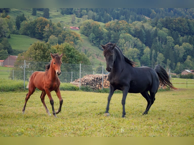 American Morgen Horse Yegua 6 años 145 cm Negro in Oberstaufen