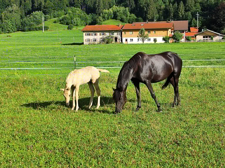 American Morgen Horse Yegua 6 años 145 cm Negro in Oberstaufen