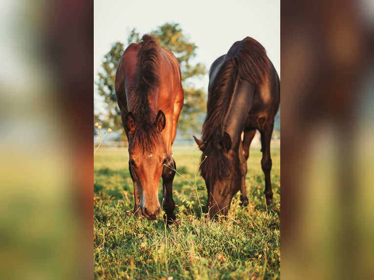 American Morgen Horse Yegua 6 años 145 cm Negro in Oberstaufen