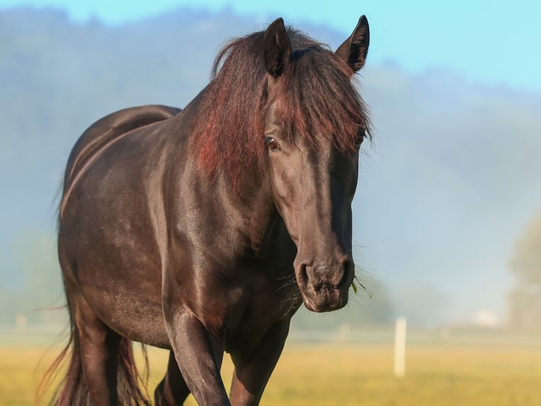 American Morgen Horse Yegua 6 años 145 cm Negro in Oberstaufen