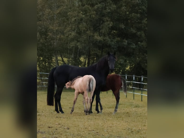 American Morgen Horse Yegua 6 años 145 cm Negro in Oberstaufen