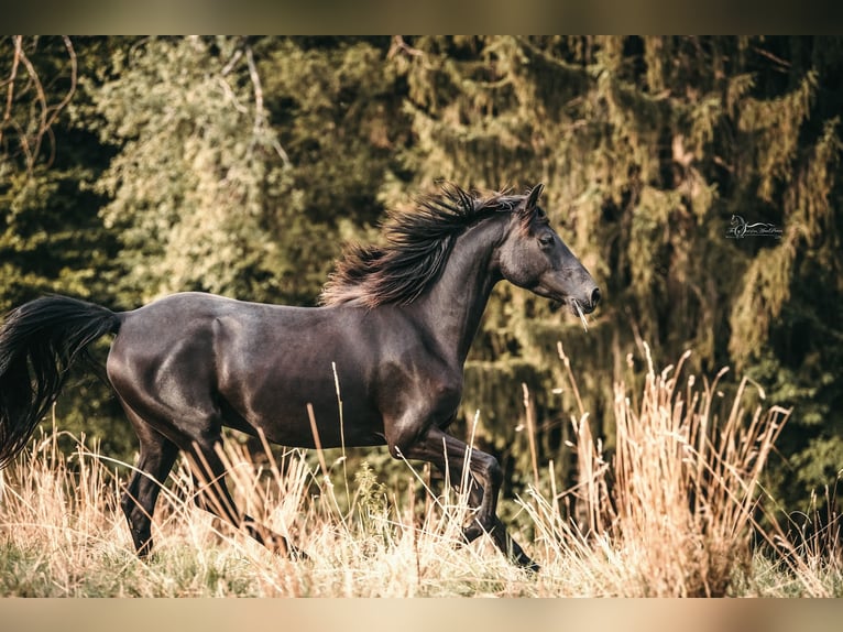 American Morgen Horse Yegua 6 años 145 cm Negro in Oberstaufen