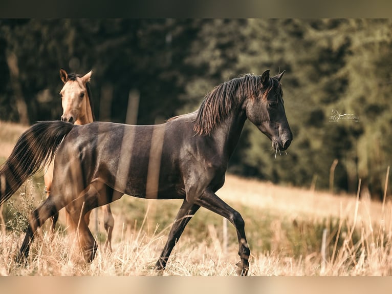 American Morgen Horse Yegua 6 años 145 cm Negro in Oberstaufen