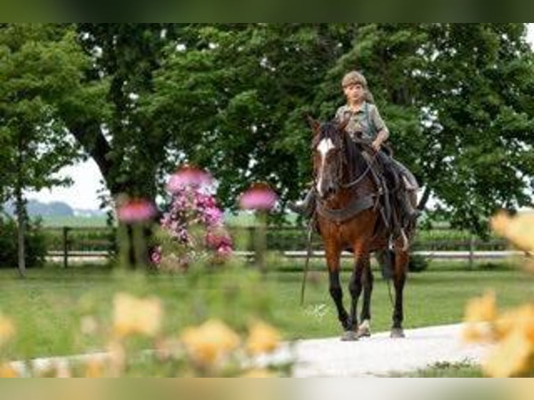 American Morgen Horse Yegua 7 años 155 cm Castaño rojizo in Lanesboro, MN