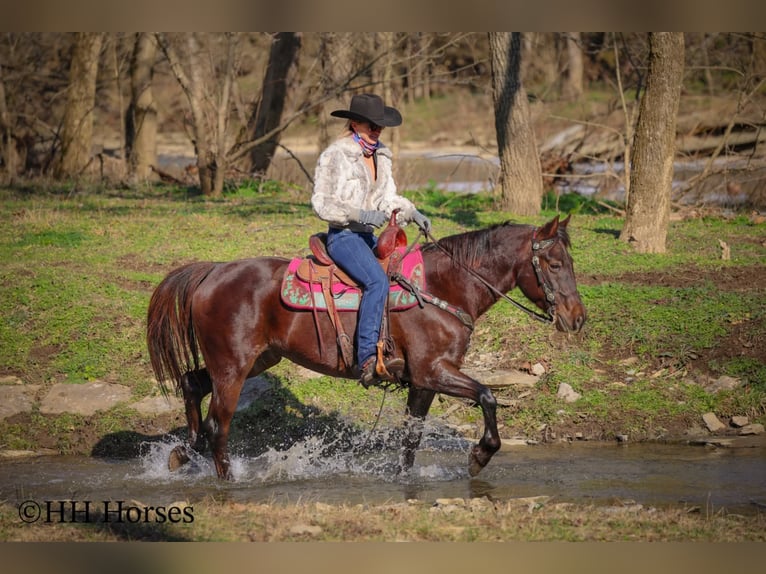American Morgen Horse Yegua 8 años 150 cm Castaño in Flemingsburg