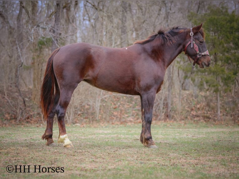 American Morgen Horse Yegua 8 años 150 cm Castaño in Flemingsburg