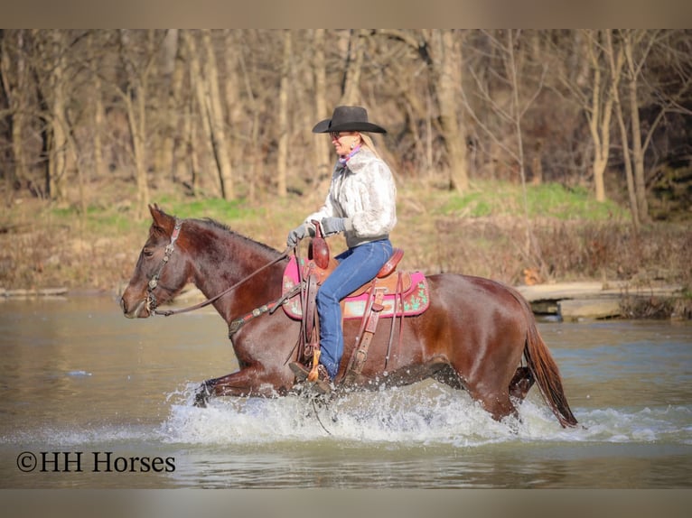 American Morgen Horse Yegua 8 años 150 cm Castaño in Flemingsburg