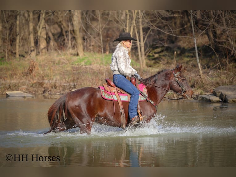 American Morgen Horse Yegua 8 años 150 cm Castaño in Flemingsburg
