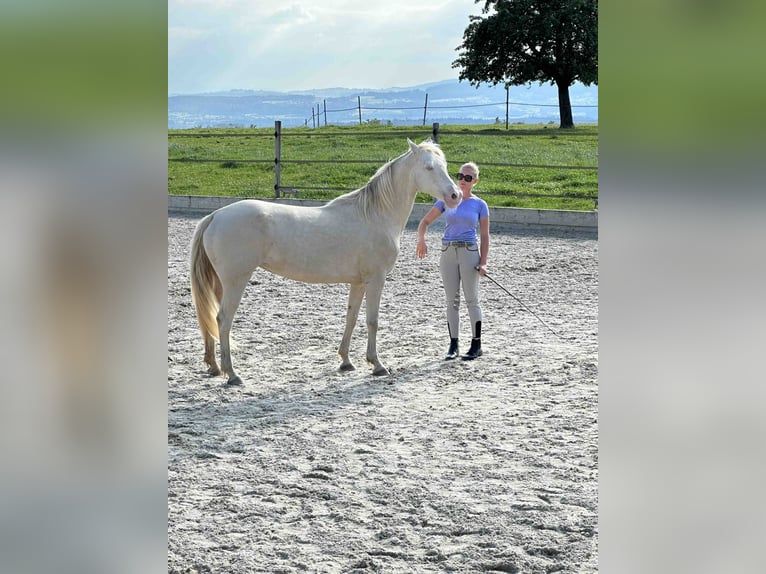 American Morgen Horse Yegua 8 años 155 cm Perlino in Adetswil