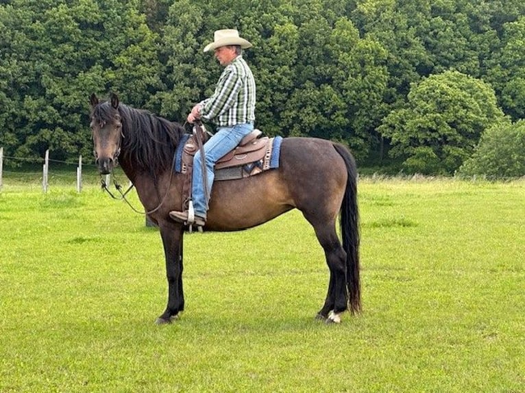 American Morgen Horse Yegua 9 años 154 cm Castaño oscuro in Dermbach