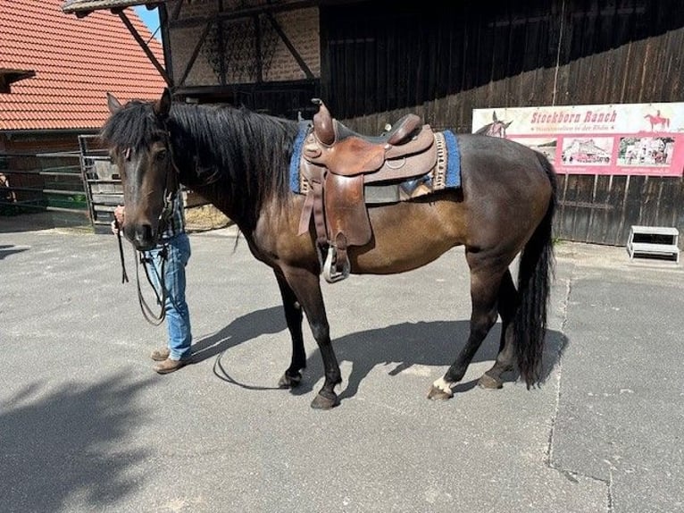 American Morgen Horse Yegua 9 años 154 cm Castaño oscuro in Dermbach