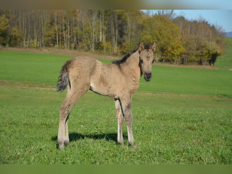 American Morgen Horse Yegua Potro (10/2025) 100 cm Grullo in Birmensdorf ZH