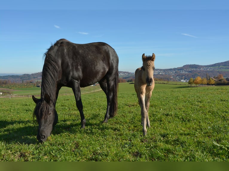 American Morgen Horse Yegua Potro (10/2025) 100 cm Grullo in Birmensdorf ZH