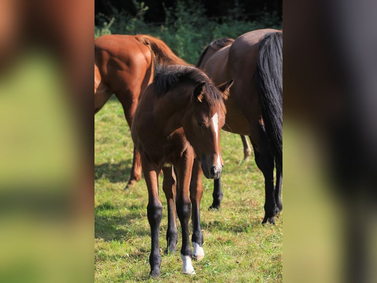 American Morgen Horse Yegua Potro (05/2024) 156 cm Castaño in Floh-Seligenthal